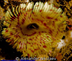 Fan Worm. Musandam. Canon 40D, sigma 50mm macro. by Alexander Nikolaev 